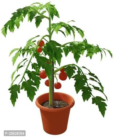 Platone Tomato Plant tomato plant 7003-thumb0