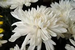 Platone Chrysanthemums Guldavari Plant CHANDRAMALLIKA 888-thumb2