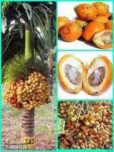 Platone Betel NutSupari Plant Dwarf Variety Supari Fruit Plant