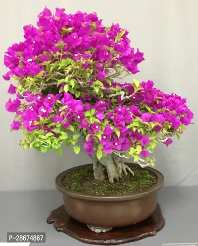 Platone Bougainvillea Plant Bougainville Plants-thumb0