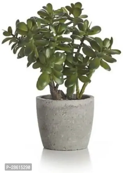 Platone Jade Plant RSKJADE-16-thumb0