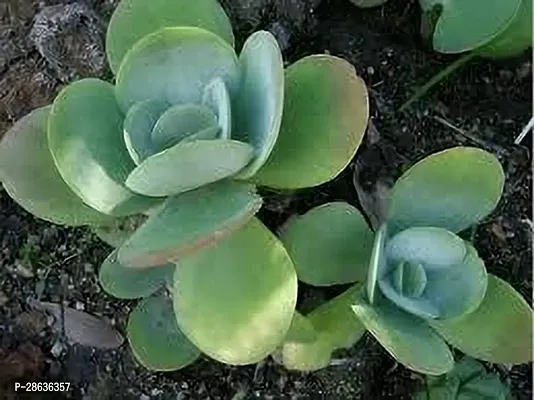 Platone Kalanchoe Plant KALNCHOE PLANT JJKK-thumb2