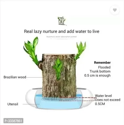 Brazil Bamboo Long Live Plant without Pot-thumb5