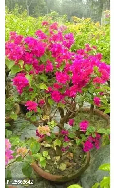 Platone Baugainvillea Plant Bougainvillea Plant Kagaj Flower Live Plant FP55-thumb0