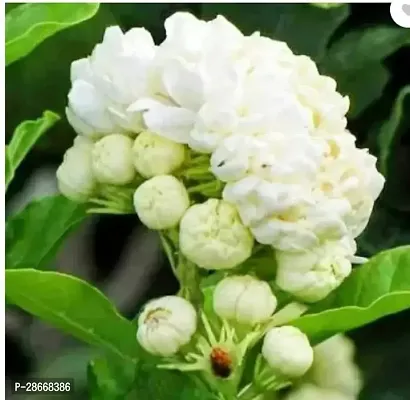 Platone Jasmine Plant Rare Jasminum sambac Arabian Jasmine Mogra fragrant Flower Live Plant (1 Healthy Live Plant)