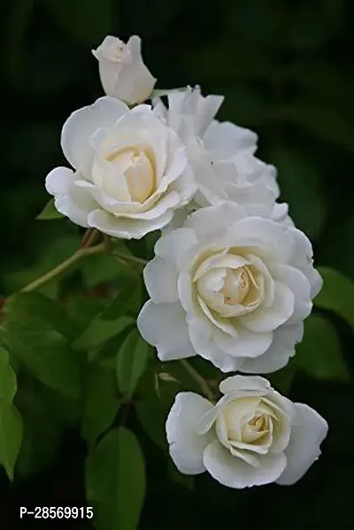 Platone Rose Plant White_Rose_Plant_01-thumb3