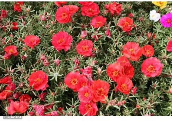 Platone Portulaca Plant ASD-PLS-1853