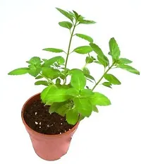 Platone Tulsi Plant Tulsi_01-thumb1