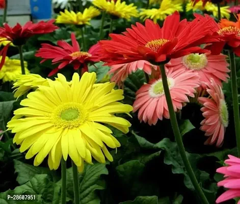 Platone Gerbera Plant Gerbera Plant GB 003