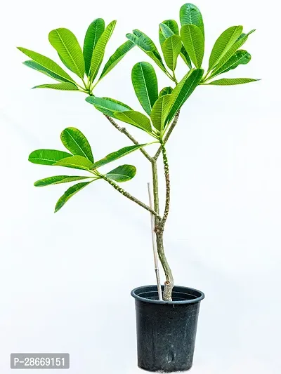 Platone Plumeria Plant pypwp95-17