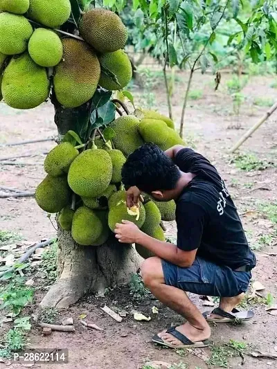 Platone Jack Fruit Plant Jackfruit KATHAL