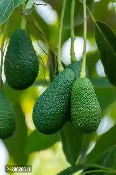 Platone Avocado Plant AVOCADO FRUIT PLANT Aa11