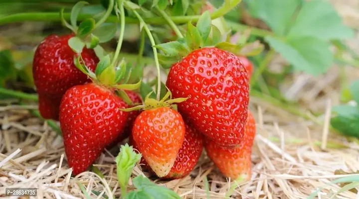 Platone Strawberry Plant Strawberry Plantsli