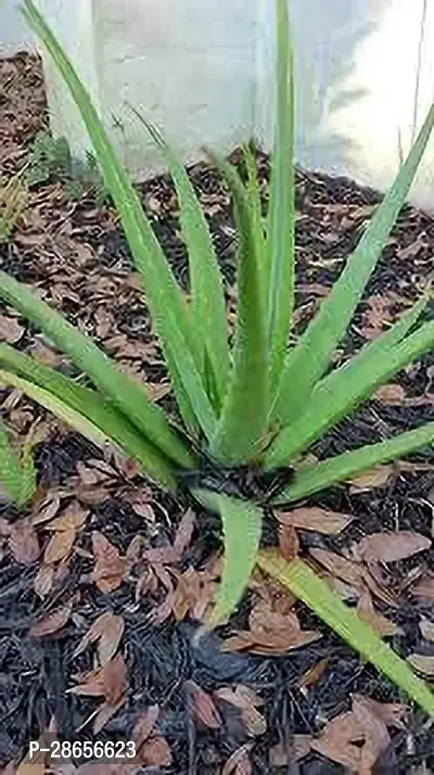 Platone Aloe Vera Plant Aloe Vera Plant 110