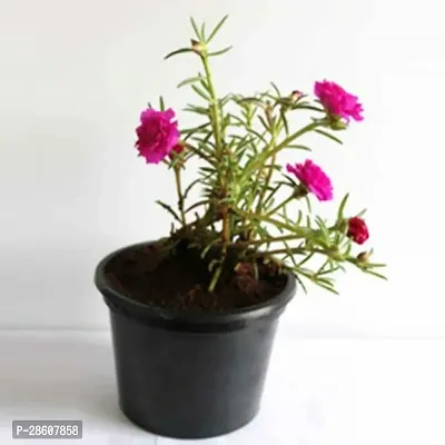 Platone Portulaca Plant TIME FLOWER 02 PLANT