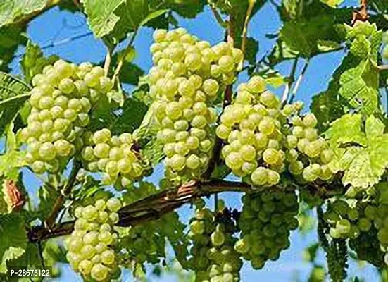 Platone Grape Plant Grin Grapeanulplan pack off1-thumb0