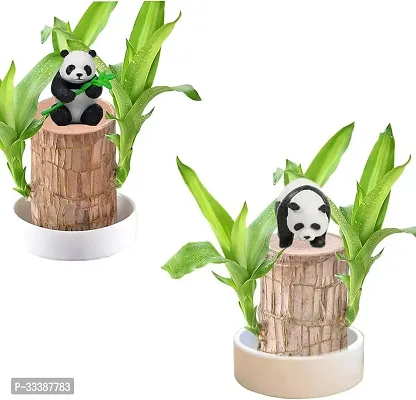 Brazil Bamboo Long Live Plant without Pot, Pack of 3