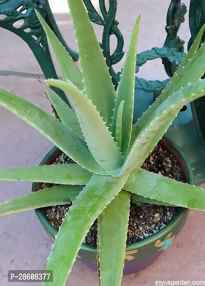 Platone Aloe Vera Plant Aloe vera23-thumb0