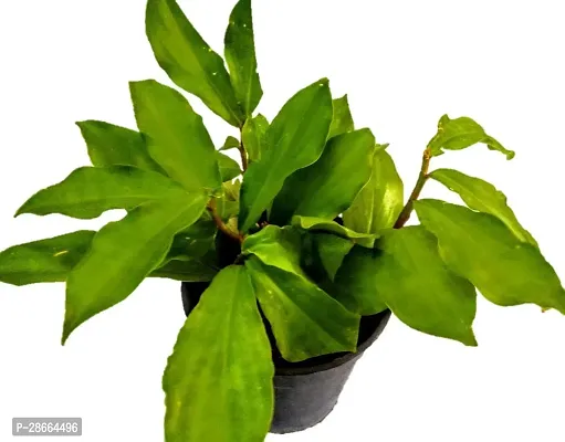 Platone Insulin Plant Insulin Plant Dibetic Costus Igneus Rare Specimen live plant