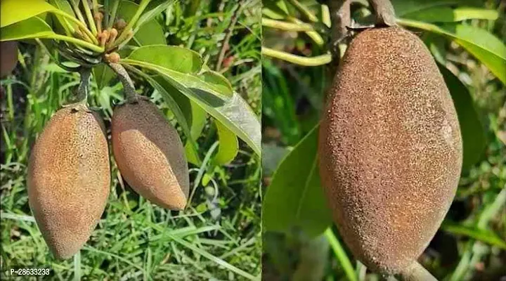 Platone Chiku Plant Live Fruit Plant Manilkara Zapota,Sapodilla, Sapota, chikoo, Chico, Naseberry, or Nispero Sapota Chikoo SapotaChikoo Healthy (Thailand Variety) for Home and Outdoor Garden.v1