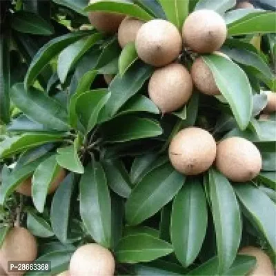 Platone Chiku Plant Rare Dwarf Grafted Sapota, Sapodilla Manilkara zapota 1 Healthy Live Plant-thumb0