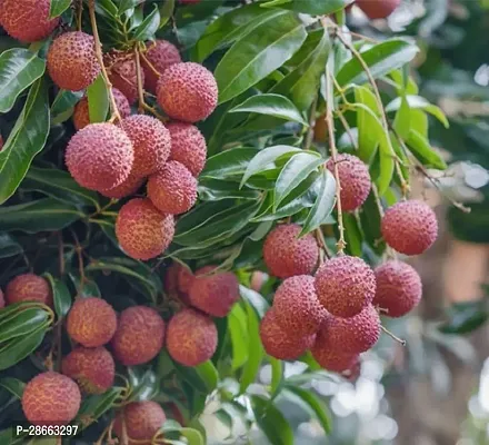 Platone Litchi Plant Litchi BombaiMumbai variety Lychee Fruit (Air layeredGrafted) Live PlantsTree-thumb0