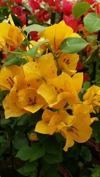 Platone Bougainvillea Plant Boganvli flower plant-thumb1