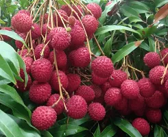 Platone Litchi Plant Litchi Muzaffarpur variety Lychee Large Red Fruit (Air layeredGrafted) Live PlantsTree-thumb1