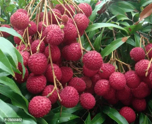 Platone Litchi Plant Litchi Muzaffarpur variety Lychee Large Red Fruit (Air layeredGrafted) Live PlantsTree-thumb2