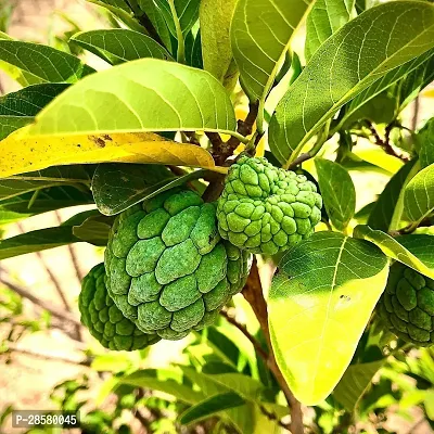 Platone Custard Apple Plant Custard Apple Live Plant Disha-3090104-thumb0