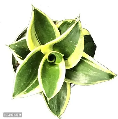 Platone Snake Plant Seneveria lotus-01