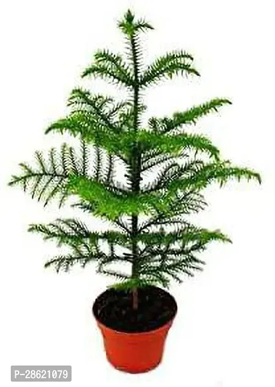 Platone Christmas Tree Plant Xmas Tree Plant a28