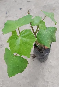 Platone Lotus Plant Land Lotus Sthal Padma white-thumb1