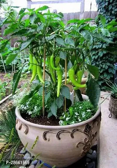 Platone MirchChilli Plant MVPANTOJ_31