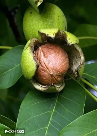 Platone Walnut Plant Walnut akhrot plant-thumb3