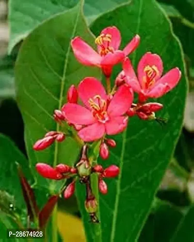 Platone Jatropha jatrophasunderoopa Live Flower Plant-thumb0