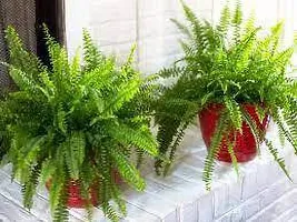 Platone Fern Plant FERN PLANT-thumb1