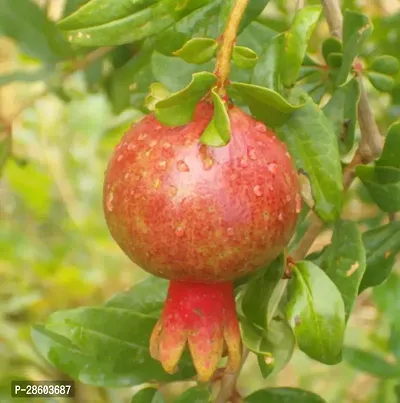 Platone Pomegranate Plant pb01