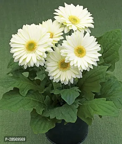 Platone Gerbera Plant White Garbera Flower Plants1-thumb0