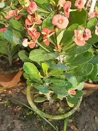 Platone Euphorbia Francoisii Plant Euphorbia Milii Crown of Thorns Christ Flower Plant with Pot-thumb1