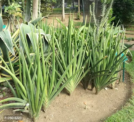 Platone Aloe Vera Plant aloe vera plant-thumb0