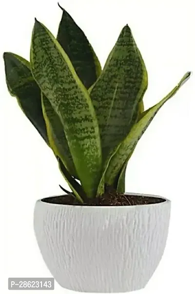 Platone Snake Plant Snake Plant For Home Decorations Best For Natural Air Purification {CF20931-thumb0