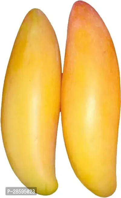 Platone Mango Plant Thai Banana Variety Grafted Fruit Live PlantsTree(1.5-2 Ft Size)-thumb3