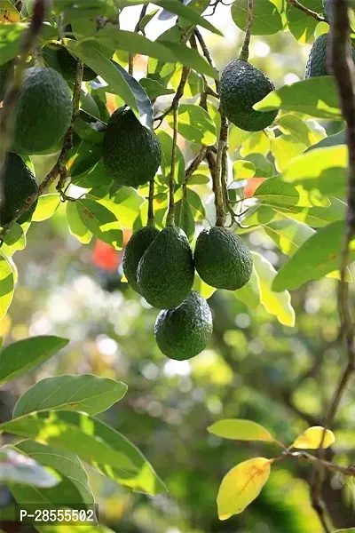 Platone Avocado Plant Avocado Plant-thumb0