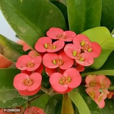 Platone Euphorbia Plant euphorbia49