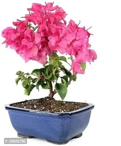 Platone Devils Backbone Succulent Plant Live Bougainvillea Pink Bonsai 2 Years Old Plant, Indoor Bonsai Plant, Flower Bonsai-thumb0