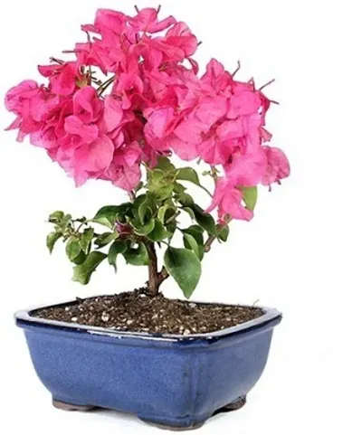 Limited Stock!! Plant & Planters 