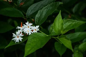 Platone ParijatHarsingar Plant ShuliParijatJasmineHarsingarNight-flowering jasmineNyctanthes arbor-tristis Flower PlantSingaar flower plant-thumb1