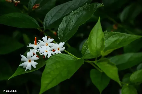 Platone ParijatHarsingar Plant ShuliParijatJasmineHarsingarNight-flowering jasmineNyctanthes arbor-tristis Flower PlantSingaar flower plant-thumb2