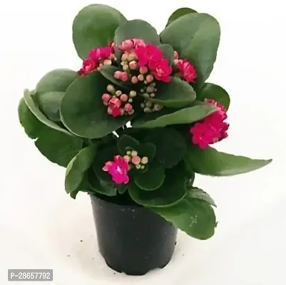 Platone Kalanchoe Plant Kalanchoe Plant ( Russia Kalanchoe Plant )-thumb0